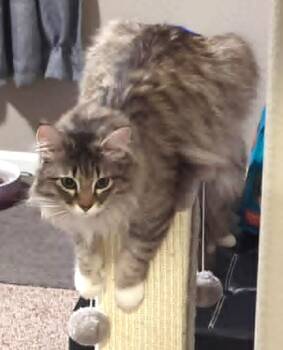 Domestic Long Hair Cats Available for Adoption in Anchorage, Alaska - Macadamia | PetCurious