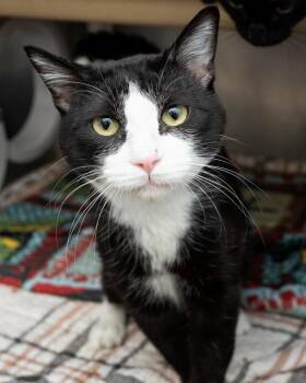 Achilles -  Domestic Short Hair Cat for Adoption in Boone, Iowa - Achilles | PetCurious