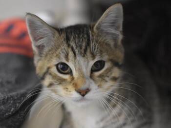 Yuzu -  Domestic Short Hair Cat for Adoption in Portland, Oregon - Yuzu | PetCurious