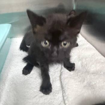 Silly -  Domestic Short Hair Cat for Adoption in Jupiter, Florida - Silly | PetCurious