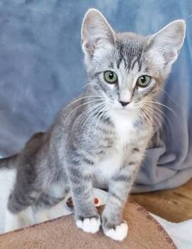 Domestic Short Hair Cats Available for Adoption - Maxeen | PetCurious