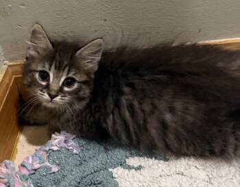 Victoria -  Domestic Medium Hair Cat for Adoption in East Hanover, New Jersey - Victoria | PetCurious