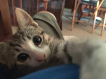 Prisca -  Domestic Short Hair Cat for Adoption in Lincoln, California - Prisca | PetCurious