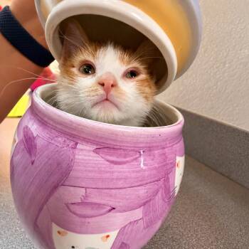 Mr. Krabs -  Domestic Short Hair Cat for Adoption in Denver, Colorado - Mr. Krabs | PetCurious