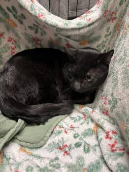 Domestic Short Hair Cats Available for Adoption - A1258946 | PetCurious