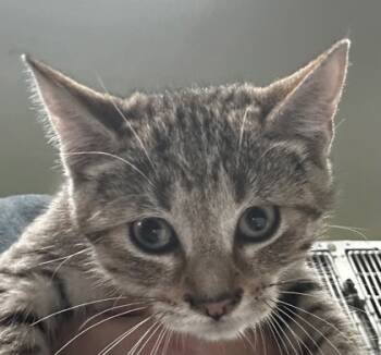 Rescue Domestic Short Hair Cats for Adoption in Spartanburg, South Carolina - Belladonna | PetCurious