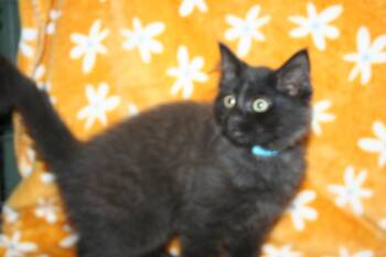 Scooter -  Domestic Medium Hair and Domestic Short Hair Cat Available for Adoption in Howell, Michigan - Scooter | PetCurious