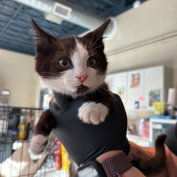 Litwick -  Domestic Short Hair Cat for Adoption in Huntington, West Virginia - Litwick | PetCurious
