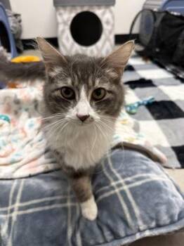 Domestic Long Hair and Domestic Short Hair Cats Available for Adoption in West Chester, Pennsylvania - Silas | PetCurious