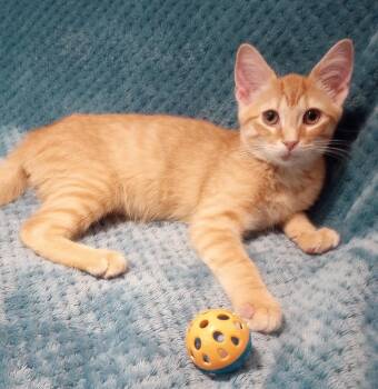 Flip Flop -  Domestic Short Hair Cat for Adoption in Smithfield, North Carolina - Flip Flop | PetCurious