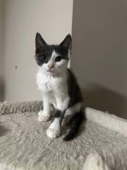 Teddy -  Domestic Short Hair Cat for Adoption in Lawrenceville, Georgia - Teddy | PetCurious