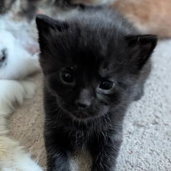 Ewing -  Domestic Short Hair Cat for Adoption in Chaska, Minnesota - Ewing | PetCurious