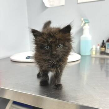 Minnie -  Domestic Medium Hair Cat for Adoption in Indianapolis, Indiana - Minnie | PetCurious