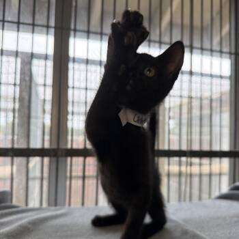 Ron -  Domestic Short Hair Cat for Adoption in Goleta, California - Ron | PetCurious