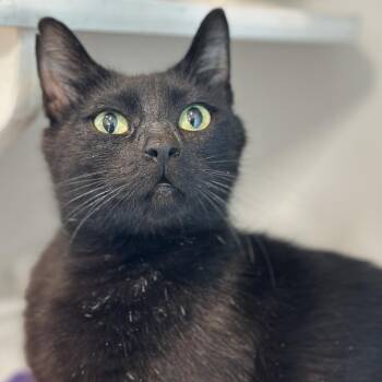 Katy Kat -  Domestic Short Hair Cat for Adoption in Matteson, Illinois - Katy Kat | PetCurious