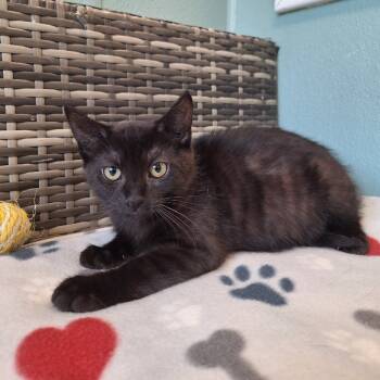 Rescue Domestic Short Hair Cats for Adoption in Attica, New York - Mozzarella | PetCurious