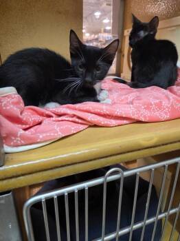 Randy -  Domestic Short Hair Cat for Adoption in Town 