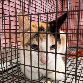 Crawford *Bonded w/ Beckford**Avail 8/15 at Sanford Tractor Supp -  Domestic Short Hair Cat for Adoption in Kennebunk, Maine - Crawford *Bonded W/ Beckford**Avail 8/15 At Sanford Tractor Supp | PetCurious