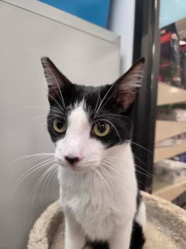 DANNY -  Domestic Short Hair Cat for Adoption in Henderson, Nevada - DANNY | PetCurious