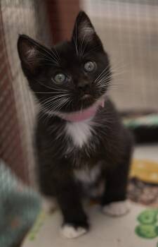 Astra -  Tuxedo Cat for Adoption in Santa Barbara, California - Astra | PetCurious