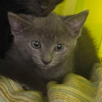 Glenda -  Domestic Short Hair Cat Available for Adoption in Emporia, Kansas - Glenda | PetCurious