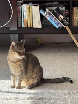 Portia -  Domestic Short Hair Cat Available for Adoption in Virginia Beach, Virginia - Portia | PetCurious