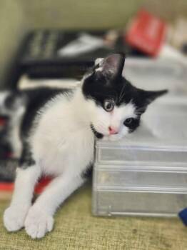 Simba -  Domestic Short Hair Cat for Adoption in North Babylon, New York - Simba | PetCurious