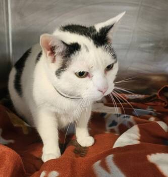 Rescue Domestic Short Hair Cats for Adoption in Cleveland, Tennessee - Mitna | PetCurious