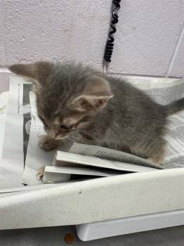 OPRAH -  Domestic Short Hair Cat for Adoption in Jacksonville, Florida - OPRAH | PetCurious