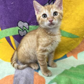 Groot -  Domestic Short Hair Cat for Adoption in Bear, Delaware - Groot | PetCurious