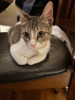 Tabby Cats Available for Adoption in San Antonio, Texas - Suzy | PetCurious