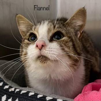 Flannel -  Domestic Short Hair Cat for Adoption in Madisonville, Tennessee - Flannel | PetCurious