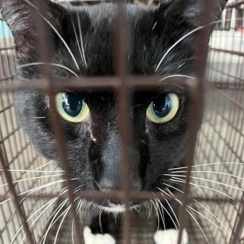 Domestic Medium Hair Cats Available for Adoption in Richmond Hill, Georgia - Sydney | PetCurious