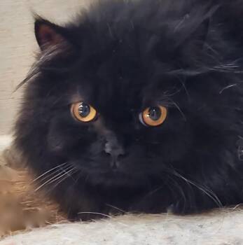 Onyx - Super sweet love -  Persian Cat for Adoption in Durham, Connecticut - Onyx - Super Sweet Love | PetCurious