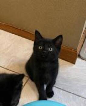 Oodle -  Domestic Short Hair Cat for Adoption in Manitowoc, Wisconsin - Oodle | PetCurious