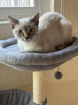 Siamese Cats Available for Adoption in Albuquerque, New Mexico - Frank | PetCurious