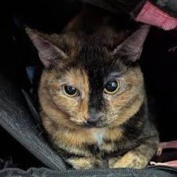 Autumn Star -  Domestic Short Hair Cat for Adoption in Jeffersonville, Indiana - Autumn Star | PetCurious