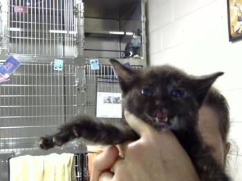 A186371 -  Domestic Short Hair Cat for Adoption in Pasadena, Texas - A186371 | PetCurious