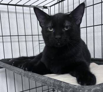 Milo -  Domestic Short Hair Cat for Adoption in Youngstown, Ohio - Milo | PetCurious