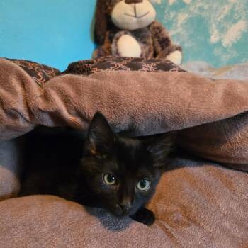Domestic Short Hair Cats Available for Adoption in Rocky Mount, Virginia - Ralphie | PetCurious
