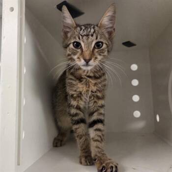 CHARMING -  Domestic Short Hair Cat for Adoption in Ontario, California - CHARMING | PetCurious