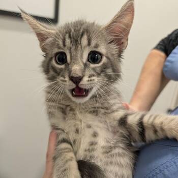 Watermelon -  Domestic Short Hair Cat for Adoption in Winston-salem, North Carolina - Watermelon | PetCurious