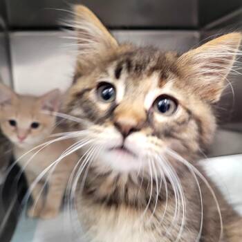 Lexa -  Domestic Medium Hair Cat for Adoption in Belfair, Washington - Lexa | PetCurious