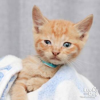 Domestic Short Hair Cats Available for Adoption in Washington, District Of Columbia - Herbert | PetCurious