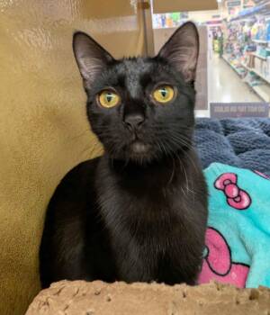 Rescue Bombay and Domestic Short Hair Cats for Adoption in Pearland, Texas - Tootsie Roll | PetCurious
