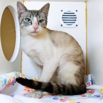 Indy -  Siamese Cat for Adoption in South Elgin, Illinois - Indy | PetCurious