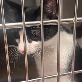 Love -  Domestic Short Hair Cat for Adoption in Clearwater, Florida - Love | PetCurious