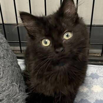 Domestic Medium Hair Cats Available for Adoption in Buffalo, New York - Usopp | PetCurious