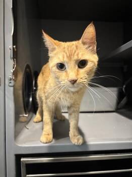 FRACK -  Domestic Short Hair Cat for Adoption in Leesburg, Virginia - FRACK | PetCurious