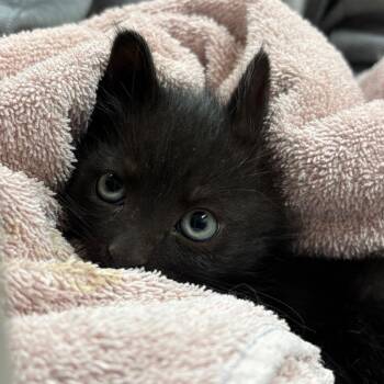 Shinobi -  Domestic Short Hair Cat for Adoption in Reno, Nevada - Shinobi | PetCurious